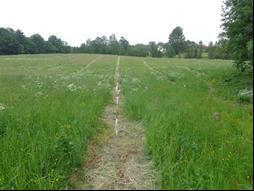 Rażące naruszenie zasad agrotechnicznych Sad ekologiczny jabłoni, w 2 roku po posadzeniu Ścieżki dla