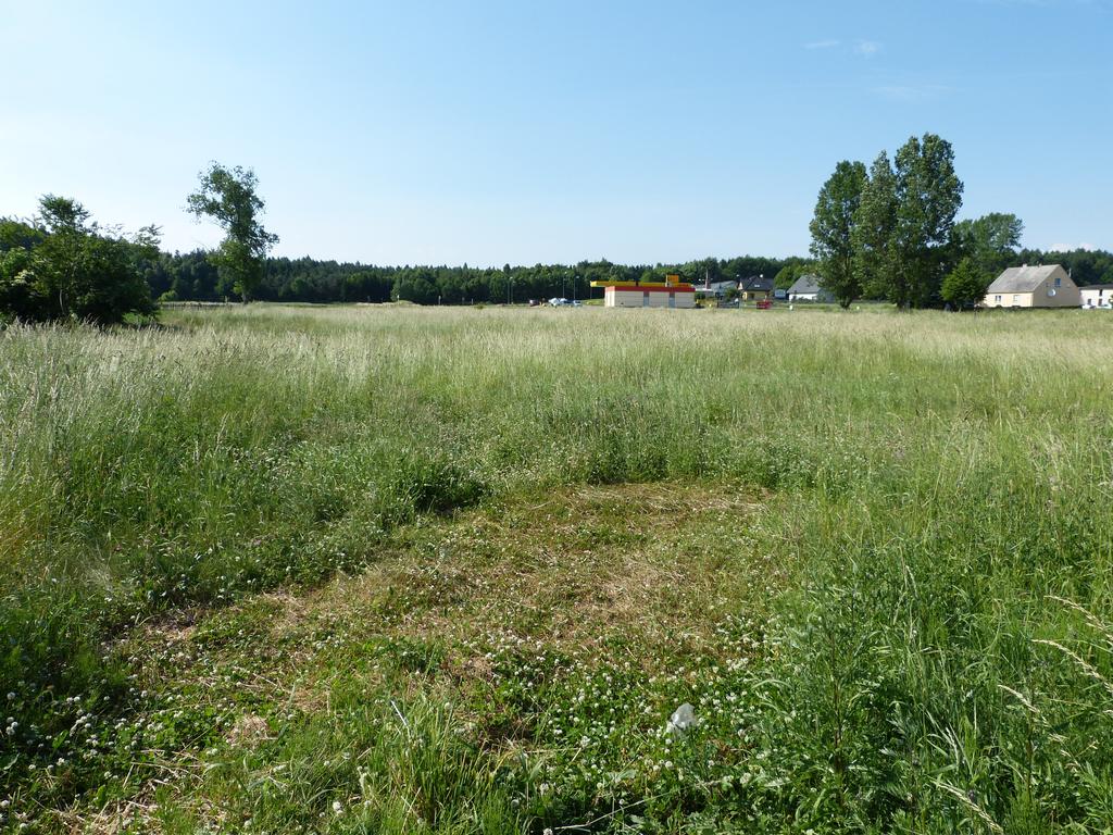 szorstki (Galeopsis tetra hit), poziewnik miękko włosy (Galeopsis pubescens), krzywoszyj polny (Lycopsis arvensis), sporek polny (Spergula arvensis), gwiazdnica pospolita (Stellaria media) tasznik