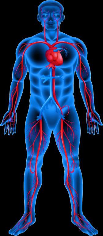Główne choroby układu sercowo- naczyniowego Choroba wieńcowa Choroba naczyń krwionośnych doprowadzających krew do mięśnia sercowego 1 Choroba tętnic obwodowych