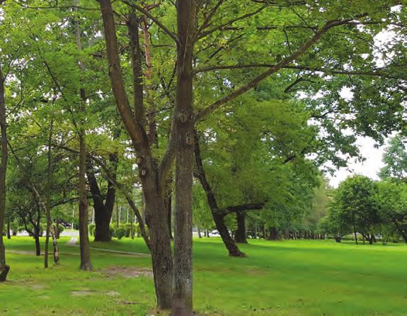 Widok i otoczenie parku Duża powierzchnia terenów zielonych Dzielnica Rembertów