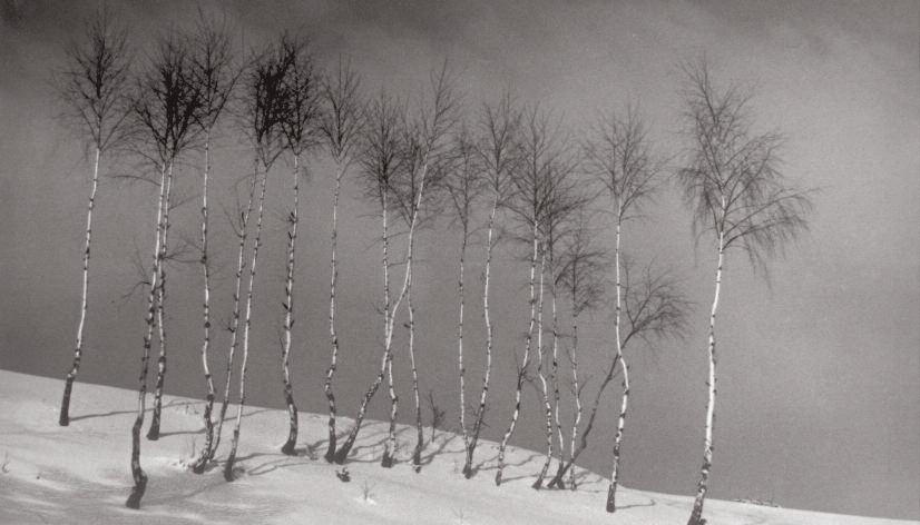 25 / 1917 1975 Franciszek Stobik Birches II, 1954 Franciszek Stobik 29 cm x 39 cm Buying photographs by Franciszek Stobik, an artist who has not yet gained a broader recognition despite his exquisite