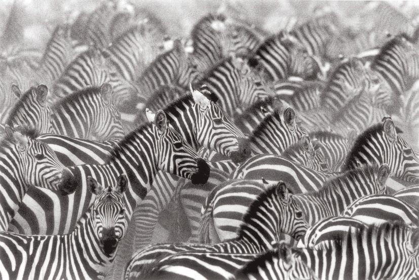 By closing in on the zebras, the author accomplished 40 cm x 45 cm signature, edition AP photograph framed in passe-partout and affixed to cardboard with adhesive The print of this photograph is one