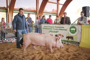 WIELKA BIAŁA POLSKA Knurek rasy wbp z hodowli AGRO-WRONIE Sp.