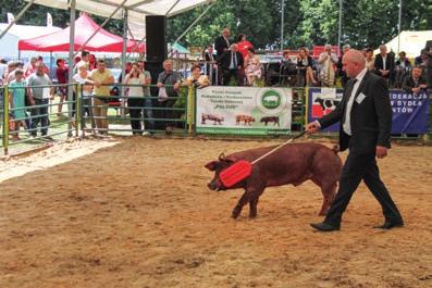 Grzyb) Knurek rasy duroc z hodowli Marka Gręźlikowskiego XVII Regionalna Kujawsko-Pomorska Wystawa Zwierząt