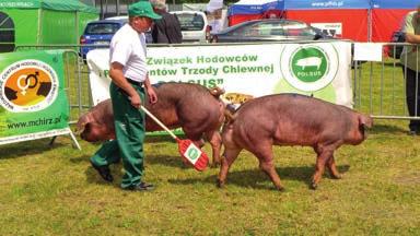 Borkowska) Loszki rasy duroc z hodowli Grzegorza Gałusy Wojewódzka Wystawa Zwierząt Hodowlanych w