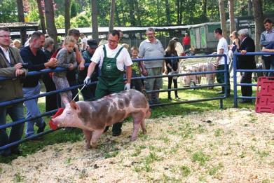 PIETRAIN Knurek rasy pietrain z hodowli Agnieszki Tokarskiej-Dziąba Regionalna