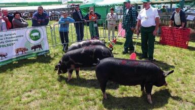 Borkowska) Loszki rasy puławskiej z hodowli ZSCKR w Studzieńcu Mazowiecka Wystawa Zwierząt Hodowlanych w Poświętnem (fot. A. Szewczyk, T. Bieliński, M.