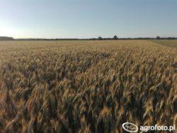 .pl https://www..pl Pszenżyto podobnie jak pszenica Pszenżyto powinno zostać wysiane do końca pierwszego tygodnia października. Źródło: agrofoto.pl. Użytkownik: filip0705 Pszenżyto w Polsce niezwykle popularne ze względu na m.