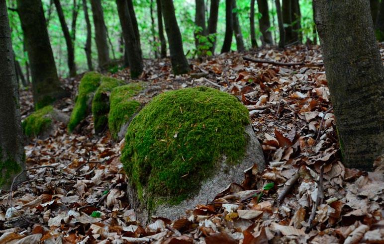 Wśród badanych obszarów szczególnie wyróżniał się niewielki kompleks leśny znajdujący się pomiędzy Więcemierzem i Buszynkiem na terenie Leśnictwa Łanki.
