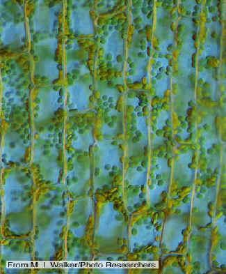 Chloroplasty pojawiają się głównie wokół zewnętrznej części komórki,