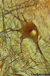 Wszystkie komórki mają strukturę, która jest dostosowana do jej funkcji. Są to komórki nerwowe.