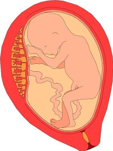 Rosnące dziecko rozwija się w macicy.