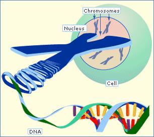 Chromosomy w jądrze posiadają informacje genetyczne.