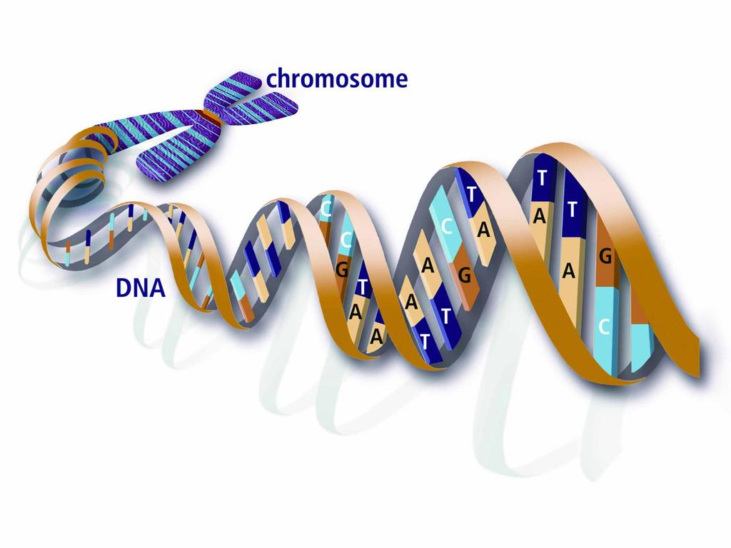 Cewka DNA jest w rzeczywistości podwójną nicią.