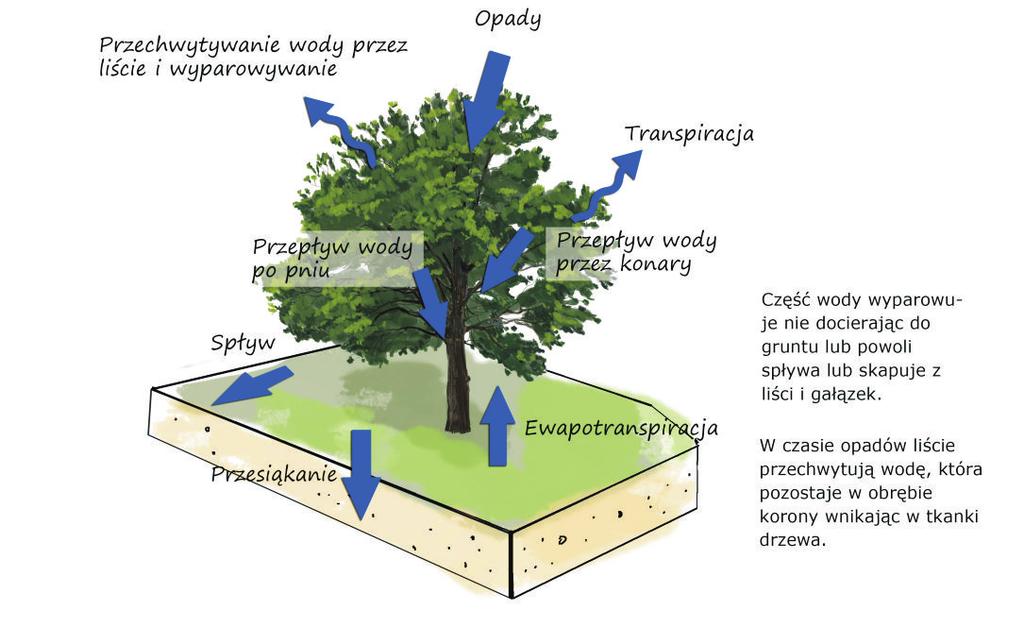 5. Rola zadrzewień w magazynowaniu wody Drzewa retencjonują wodę poprzez: nosłabianie siły wiatru oraz wzrost wilgotności powietrza.