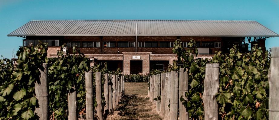 12 ha ziemi porasta nieszczepiona odmiana Malbec, która dzięki nawadnianiu przez roztopione wody z gór jest odporna na