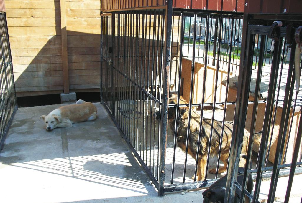 Schronisko dla zwierząt w Ostrowi Mazowieckiej funkcją schroniska jest zapewnienie optymalnych warunków przebywania zwierząt w tych placówkach (Kaliski, 2013).