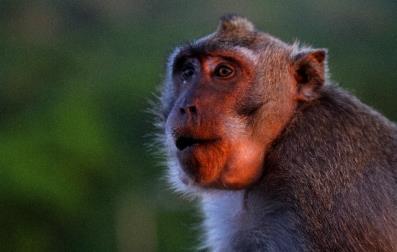 person Miejsca nurkowe: Nusa Penida W tym rejonie znajdują się trzy wyspy Nusa Penida, Nusa Lembongan oraz Nusa Ceningan.