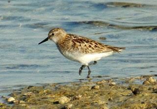 czajka szponiasta Vanellus spinosus 4-5 zaniepokojonych par w pobliżu osadników (20.07, 24.07, 30.07) 18. biegus malutki Calidris minuta 3 ad. w pobliżu osadników (24.07), 1 os. na dzikiej plaży (27.