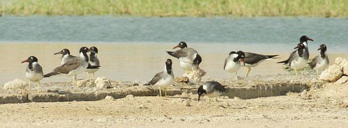 mewa białooka Larus leucophthalmus najliczniejsza mewa, często lata w grupach nad plażą, ogromna większość to ptaki dorosłe a niedorosłe jedynie pojedyncze; maksymalnie ok.