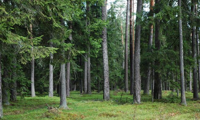 zmiany zagrażających lasom czynników abiotycznych i antropogenicznych musi