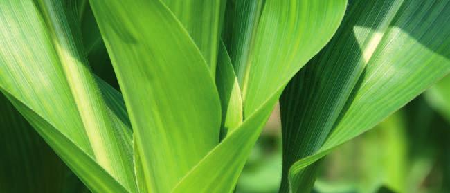 KUKURYDZA Fosfor i cynk są szczególnie ważnymi elementami we wczesnych fazach rozwojowych kukurydzy.