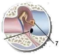 W uchu środkowym znajdują się najmniejsze w organizmie człowieka kosteczki (4): młoteczek, kowadełko i strzemiączko.