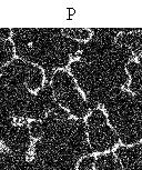 02% Fe - 60min For samples of unmodified alloy ( 2000) the analysis of the distribution of the components of the alloy Cu, Sn and P was made