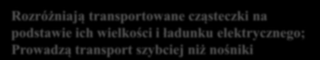 KANAŁ Rozróżniają transportowane cząsteczki na podstawie ich wielkości i ładunku