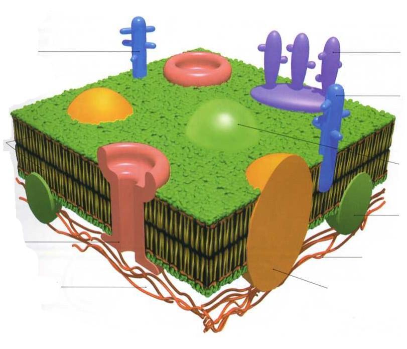 BŁONA KOMÓRKOWA - oddziela środowisko wewnętrzne komórki od otoczenia.