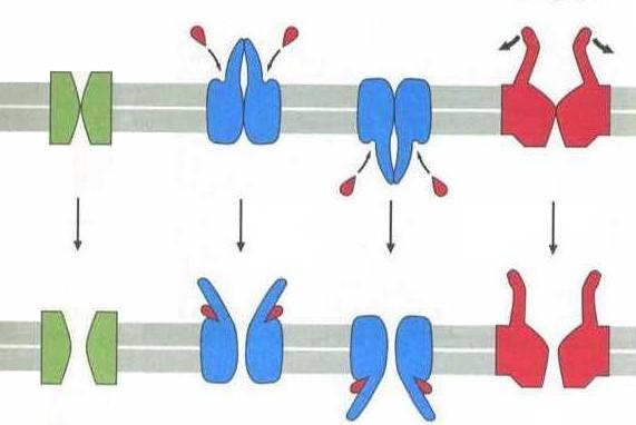 Różne typy bodźców wpływają na otwieranie i zamykanie kanałów jonowych Kanały jonowe są bramkowane co najmniej na 4 sposoby bramkowany ligandem aktywowany zewnątrzkomórkowym mechanicznie