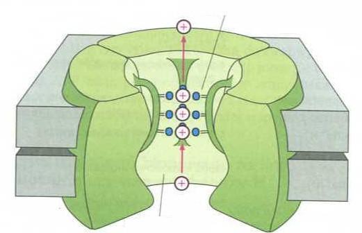 KANAŁY JONOWE - KANAŁ POTASOWY filtr selekcjonujący zawierający atomy tlenu grup karbonylowych CYTOZOL PRZEDSIONEK JON POTASU + POR Przez kanał może przepływać zazwyczaj tylko 1 rodzaj jonów.