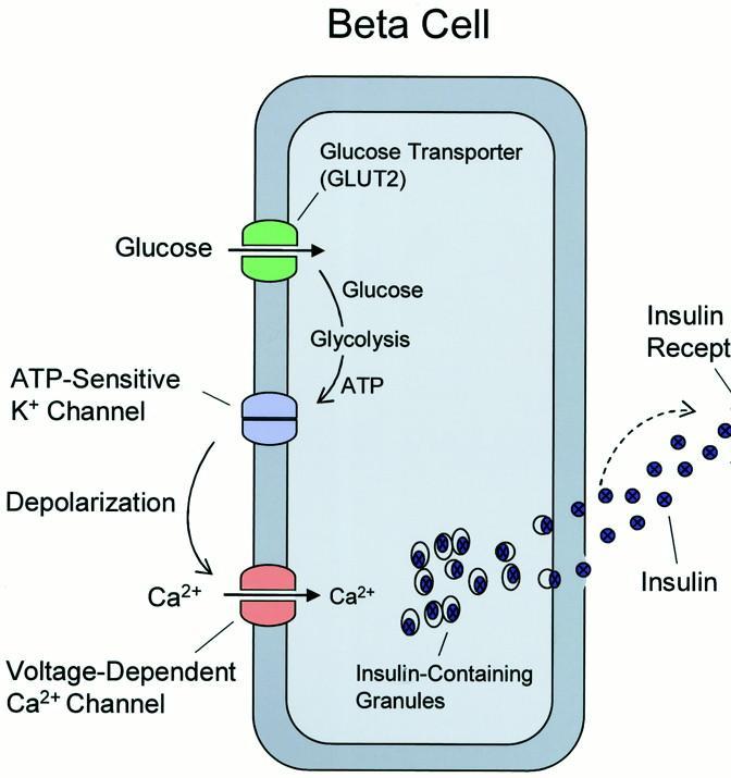 Transport glukozy GLUT2 Niezależny od insuliny Komórki beta trzustki i hepatocyty Transporter o niskim powinowactwie do glukozy Czuły