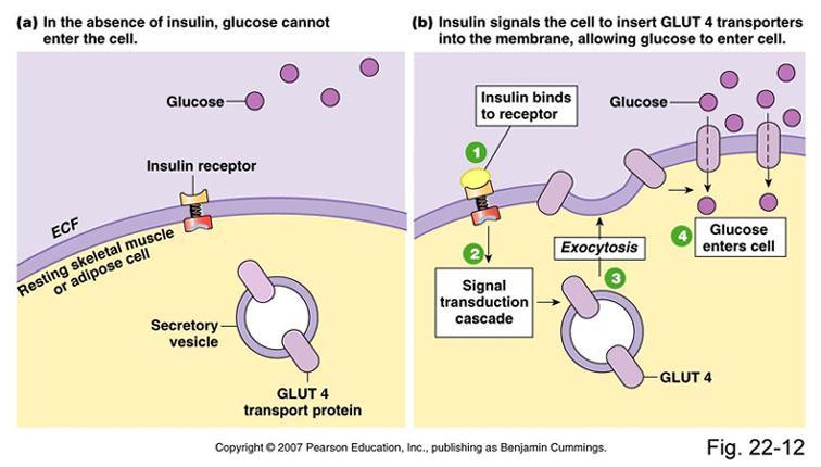Transport glukozy przez GLUT 4 GLUT4 jest zależny od insuliny Obecny tylko w komórkach mięśniowych poprzecznie prążkowanych i komórkach tłuszczowych (adipocytach) Wysokie powinowactwo do glukozy