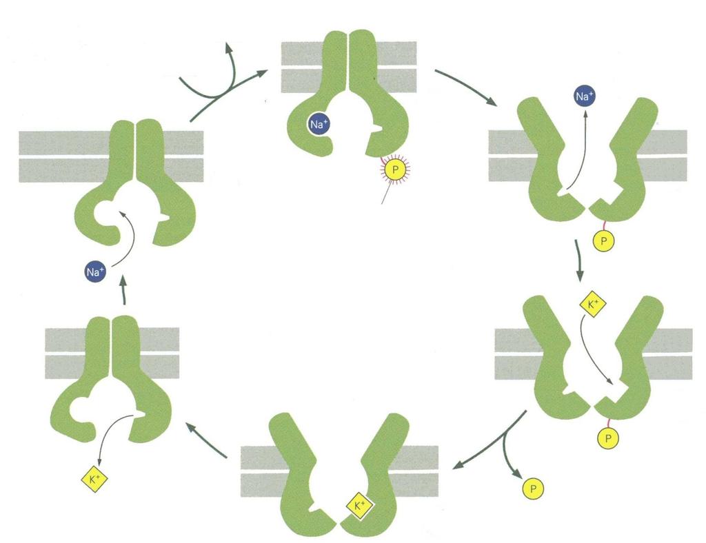POMPA Na + - K + PRACUJE CYKLICZNIE ATP przestrzeń zewnątrzkomórkowa ADP Etap 3 - ufosforylowanie wymusza zmianę konformacji pompy, umożliwiającą uwolnienie Na + na zewnętrznej powierzchni komórki i
