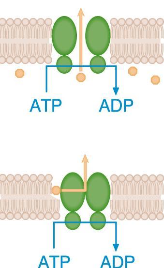 Modele działania P-gp Poru cząsteczki leku usuwane są z komórki przez kanał białkowy Flippazy