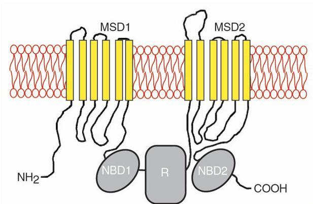 CFTR = cystic fibrosis transmembrane conductance regulator CFTR należy do nadrodziny białek transportowych ABC (ATP-binding cassette) 2 domeny przezbłonowe MSD1 i MSD2 (struktura α-helisy) Ponadto 2