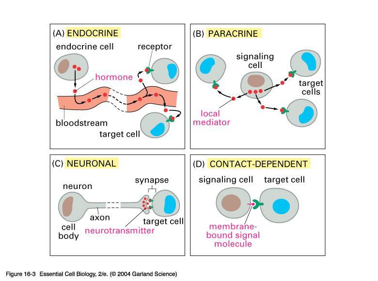 Komunikacja endokrynowa komórki endokrynowe wydzielają przekaźniki hormony, które są rozprowadzane za pośrednictwem krwi docierają do swoich komórek docelowych Parakrynowa mediatory lokalne działają