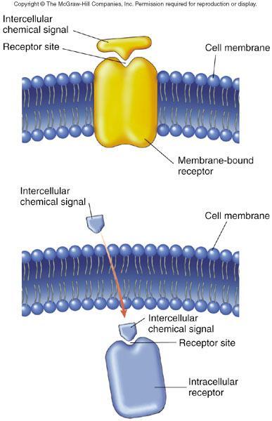 Główne zasady sygnalizacji międzykomórkowej Receptory przekazują sygnały za pośrednictwem wewnątrzkomórkowych szlaków sygnalizacyjnych Receptory dla hydrofilowych cząsteczek sygnałowych znajdują się