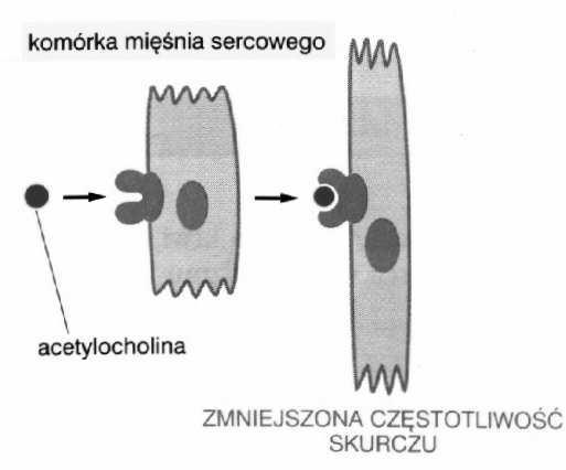 Główne zasady sygnalizacji międzykomórkowej 1.