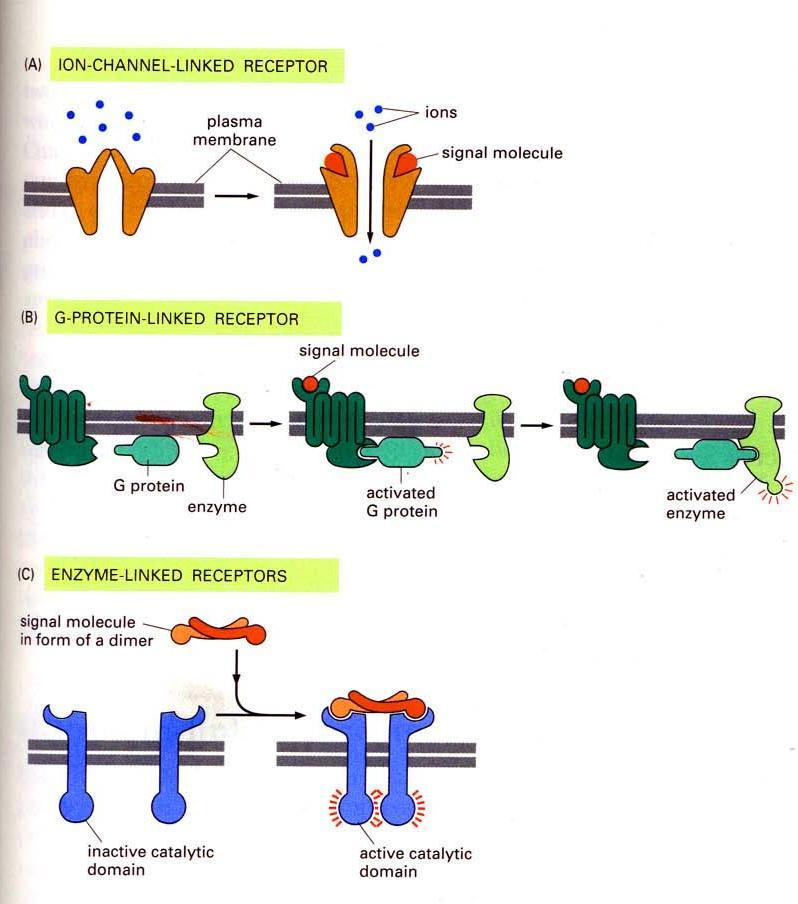 Receptory błonowe Istnieją 3 klasy receptorów błonowych: Receptory jonotropowe - sprzężone z kanałami jonowymi (= kanały bramkowane ligandem) Bezpośrednia odpowiedź: natychmiastowe otwarcie kanału