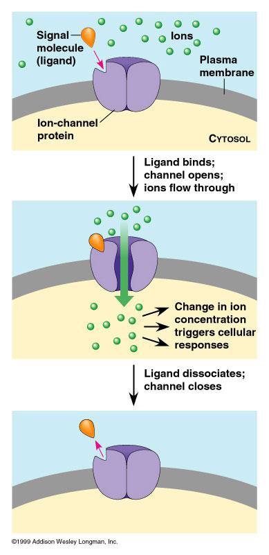 Receptory jonotropowe Receptory będące kanałami jonowymi = kanały jonowe bramkowane napięciem lub ligandem.