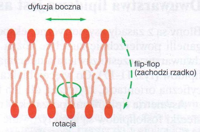 łańcuchów kwasów tłuszczowych w stosunku do osi cząsteczki flip-flop między