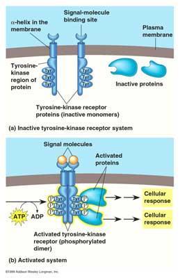 Receptory katalityczne Struktura białko transbłonowe (najczęściej zawiera jedną przezbłonową helisę α wewnątrzkomórkowa domena posiada aktywność enzymatyczną (kinazową) i może wiązać białka