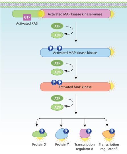 Aktywność kinaz tyrozynowych Białko RAS Zwane monomerycznym białkiem G wiążące GTP Związane z błoną komórkową Oscyluje między stanem: Aktywnym związane z GTP Nieaktywnym związane z GDP W stanie