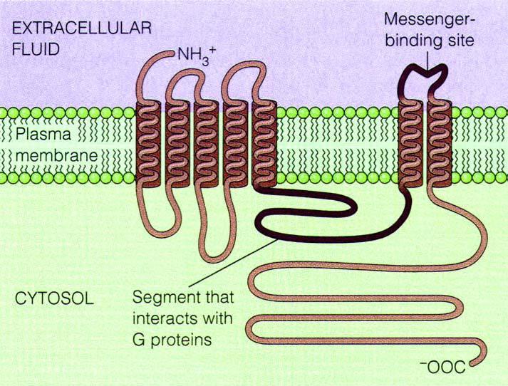 Receptory metabotropowe - związane z białkiem G Struktura receptora: białko z 7 helisami transbłonowymi Posiada: wewnątrzkomórkową domenę wiążącą białko G zewnątrzkomórkową domenę wiążącą ligand