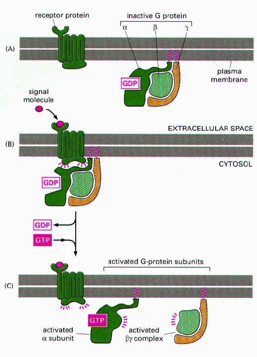 Białka G Zbudowane są z 3 podjednostek Podjednostka α funkcja regulatorowa w stos. do efektora aktywność GTPazy zakotwiczona w błonie Podjednostka β hamują reakcję podj.