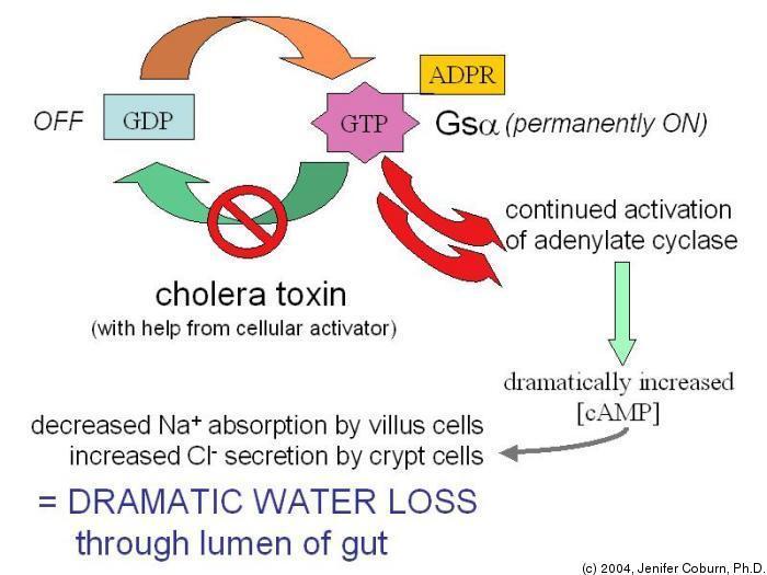 utrata aktywności GTPazowej stała aktywność białka G stała stymulacja białka