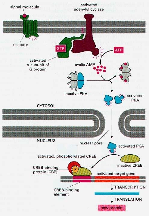Białka G aktywują enzymy błonowe - cyklaza adenylanowa Ligandy powodujące aktywację cyklazy adenylanowej adrenalina, acetylocholina, glukagon Ligand łączy się z receptorem aktywacja białka G