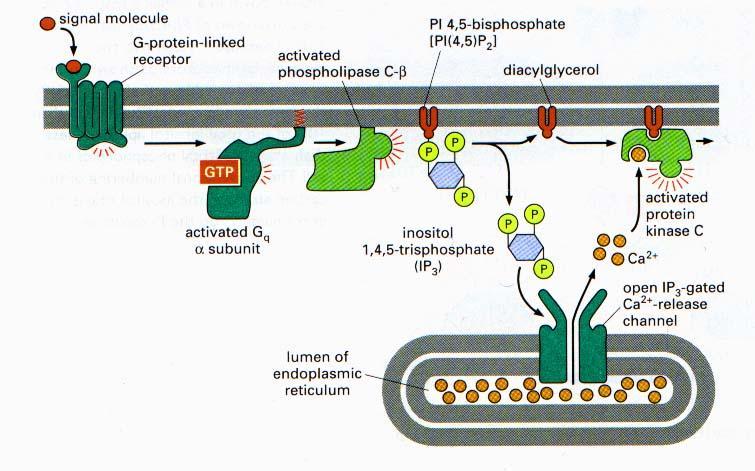 SZLAKI SYGNALIZACYJNE AKTYWOWANE PRZEZ FOSFOLIPAZĘ C Ligandy powodujące aktywację fosfolipazy C acetylocholina, wazopresyna, trombina Ligand łączy się z receptorem aktywacja białka G podjednostka α